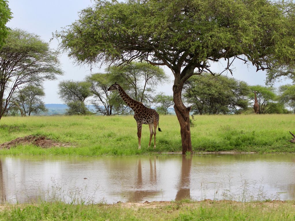Safari giraffe